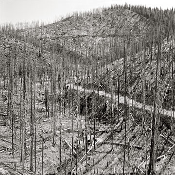 1960 Anthony burn after salvage logging - 1964